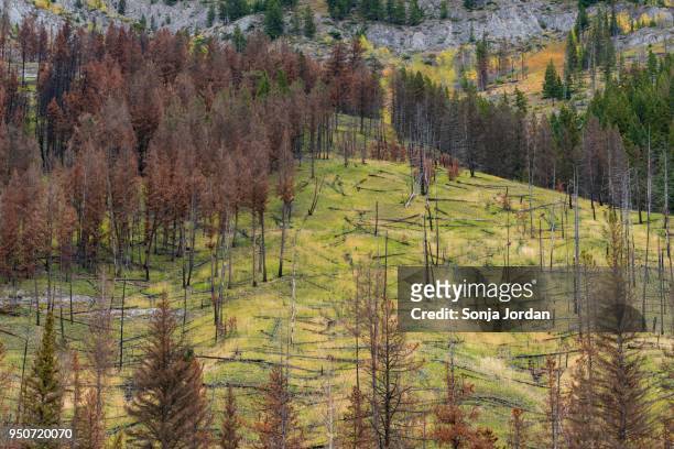 prescribed forest fire site of 1993, sawback range, bow valley parkway, canadian rockies, banff national park, alberta, canada - bow valley 個照片及圖片檔