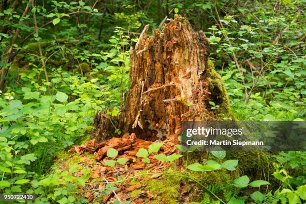 Tree Stump Rottner 560 Rotting Tree Stump Stock Photos, High-Res Pictures, and Images ...