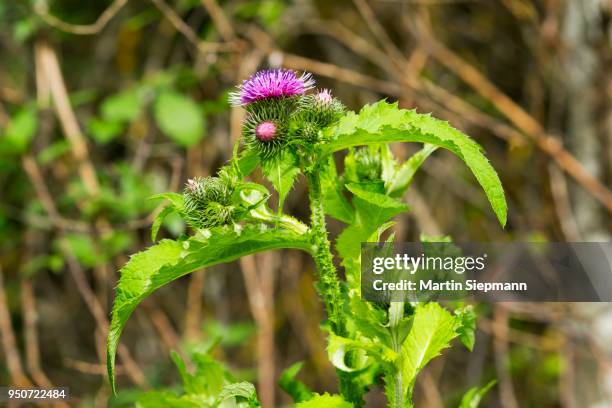 barnacles ring thistle, burdock thistle, mountain thistle (carduus personata), isar, pupplinger au, upper bavaria, bavaria, germany - ring around the rosy stock pictures, royalty-free photos & images