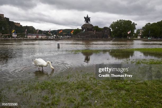 swan standing in flooded meadow, high water at deutsches eck or german corner, koblenz, rhineland-palatinate, germany - deutsches eck stock pictures, royalty-free photos & images