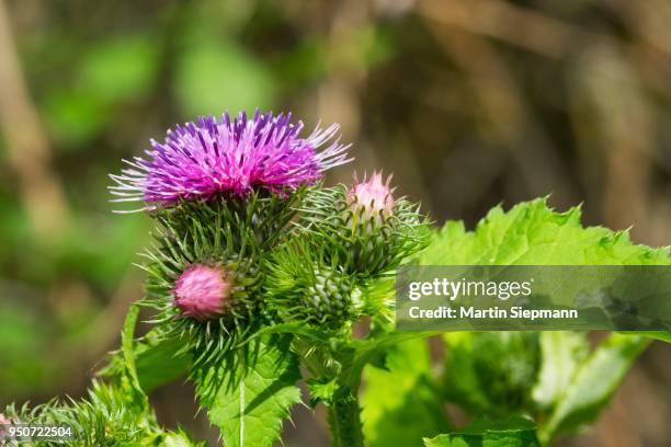 barnacles ring thistle, burdock thistle, mountain thistle (carduus personata), isar, pupplinger au, upper bavaria, bavaria, germany - ring around the rosy stock pictures, royalty-free photos & images