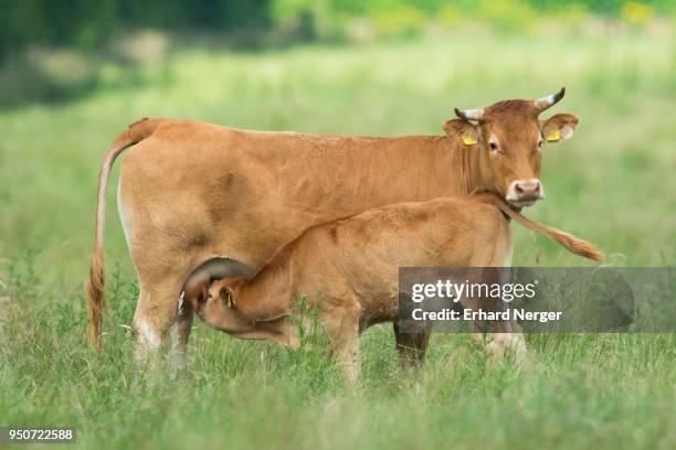 cow (bos primigenius taurus) suckling calf on pasture, emsland, lower saxony, germany - bos taurus primigenius stock pictures, royalty-free photos & images