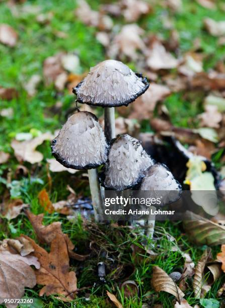 shaggy ink cap, also lawyers wig or shaggy mane (coprinus comatus), north rhine-westphalia, germany - agaricomycotina stock pictures, royalty-free photos & images