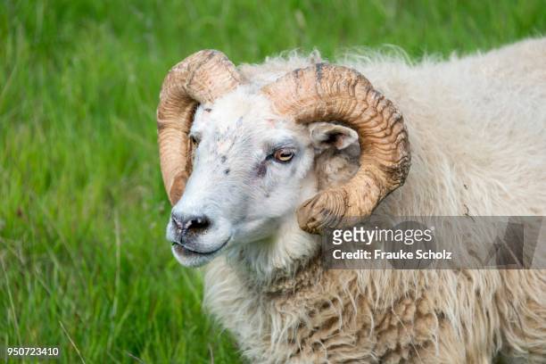 icelandic sheep, portrait, iceland - icelandic sheep stock pictures, royalty-free photos & images