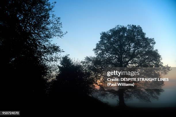 life within the thin veil - meadow williams stock pictures, royalty-free photos & images