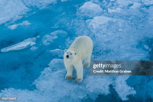 polar bear (ursus maritimus) on an ice floe, spitsbergen, norway - ice floe stock pictures, royalty-free photos & images