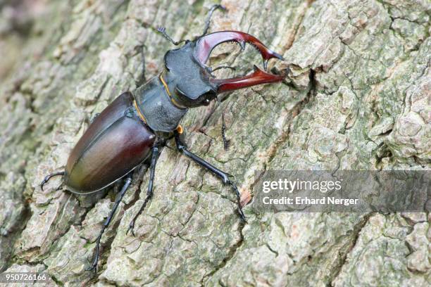 stag beetle (lucanus cervus), male on bark, emsland, lower saxony, germany - abadejo imagens e fotografias de stock