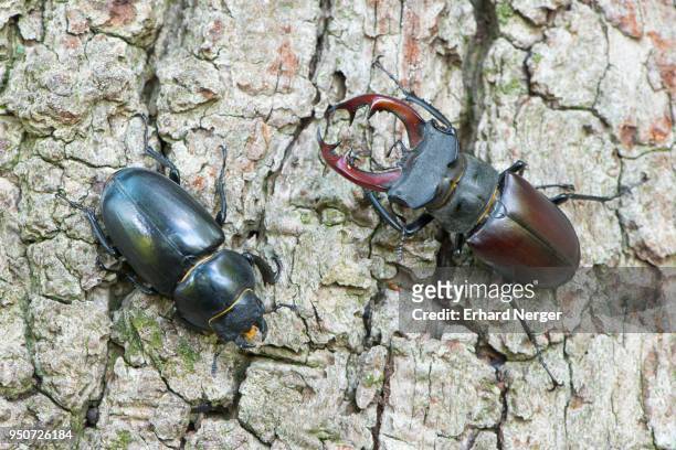 stag beetles (lucanus cervus), pair on tree bark, emsland, lower saxony, germany - abadejo imagens e fotografias de stock