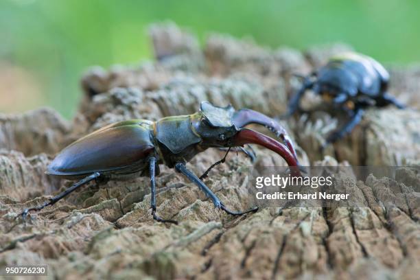 stag beetles (lucanus cervus), pair on dead wood, emsland, lower saxony, germany - abadejo imagens e fotografias de stock
