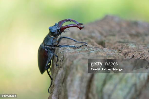 stag beetle (lucanus cervus), emsland, lower saxony, germany - abadejo imagens e fotografias de stock