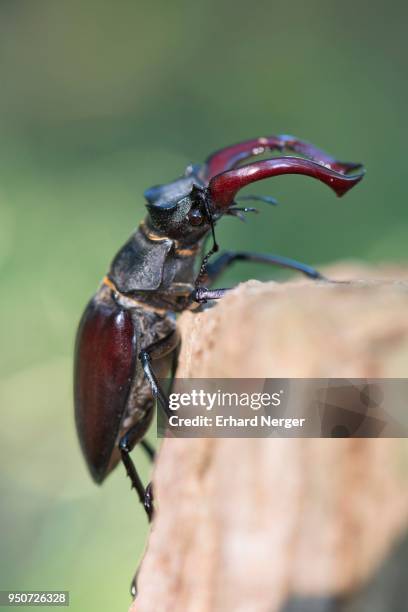 stag beetle (lucanus cervus), emsland, lower saxony, germany - abadejo imagens e fotografias de stock