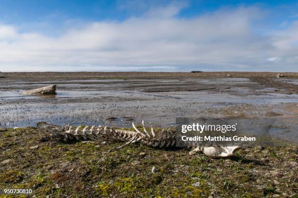 coastal landscape, seal skeleton, bay, diskobukta, edgeoeya island, svalbard, spitsbergen, norway - seal bay stock pictures, royalty-free photos & images