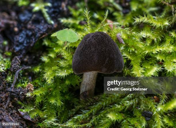 pluteus ephebeus (pluteus ephebeus), inedible fungus, hesse, germany - agaricomycotina stock pictures, royalty-free photos & images