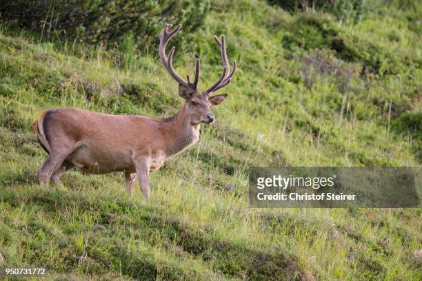 red deer (cervus elaphus) with velvet antlers, stubai valley, tyrol, austria - howse peak stock-fotos und bilder