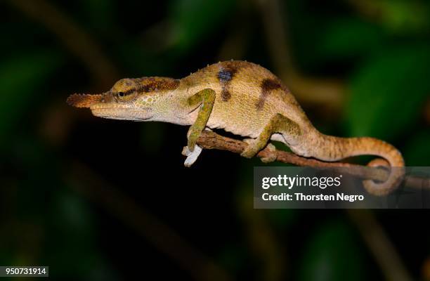 chameleon (calumma linotum), male, rainforest, montagne dambre, northern madagascar - route montagne stock pictures, royalty-free photos & images