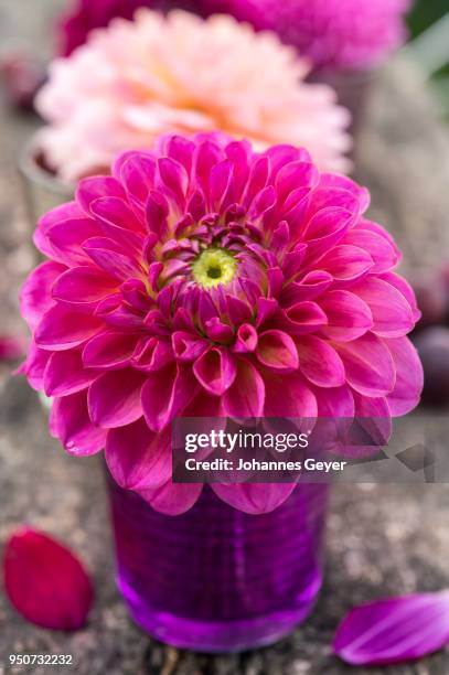 dahlia (dalia hybrids), color gradation bordeaux and pink, purple glass vase, germany - gradation stock pictures, royalty-free photos & images