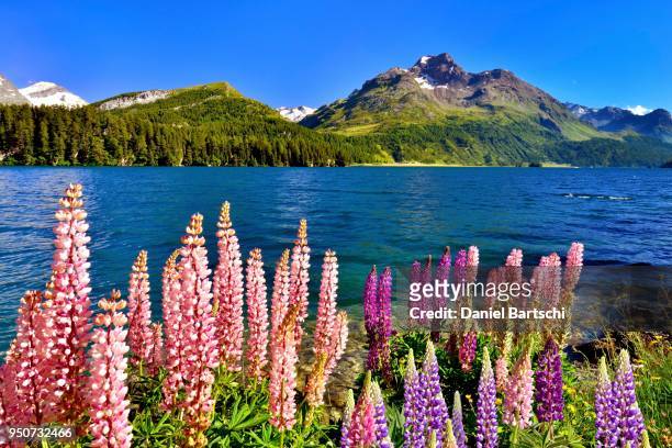 blooming lupines (lupinus) at lake sils with piz da la margna, engadin, canton of grisons, switzerland - howse peak 個照片及圖片檔