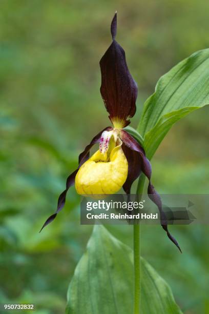 ladys slipper orchid (cypripedium calceolus), kreuzteich, tragoess, styria, austria - calceolus stock-fotos und bilder