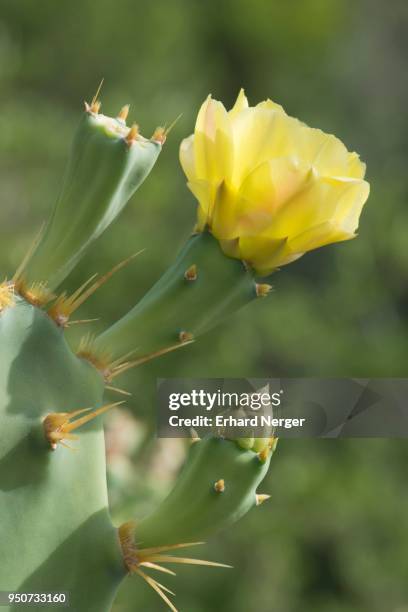yellow blooming opuntia (opuntia spp.), ferragudo, faro district, portugal - spp stock pictures, royalty-free photos & images