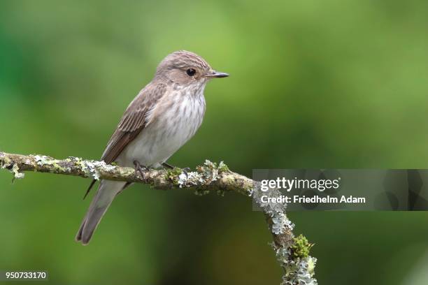 spotted flycatcher (muscicapa striata), adult bird sitting on a lichens branch, north rhine-westphalia, germany - spotted flycatcher stock pictures, royalty-free photos & images