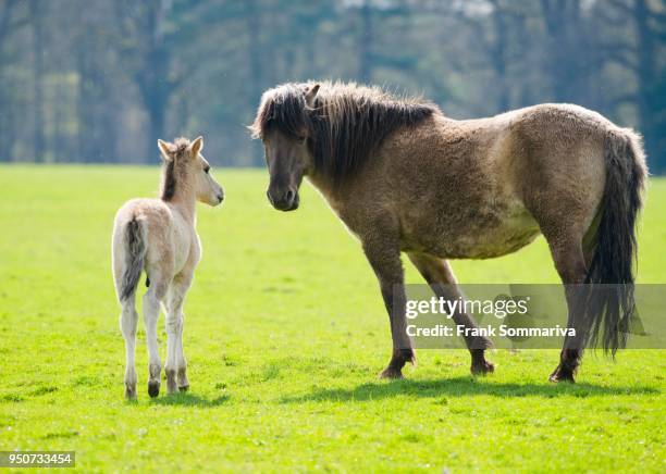 tarpan (equus ferus gmelini, equus gmelini), breeding back, mare and foal on pasture, captive, germany - tarpan stock-fotos und bilder