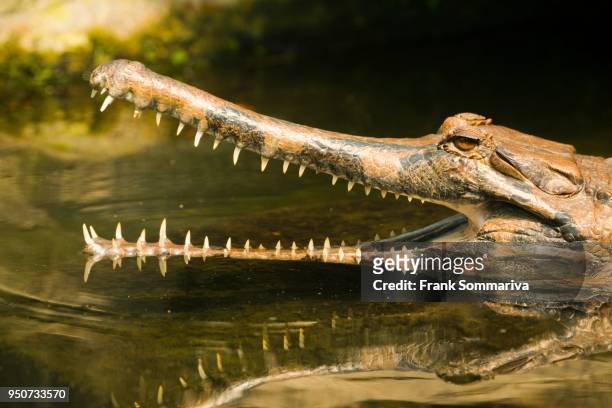 false gharial (tomistoma schlegelii) with its mouth open, in the water, portrait, captive - indian gharial stock pictures, royalty-free photos & images