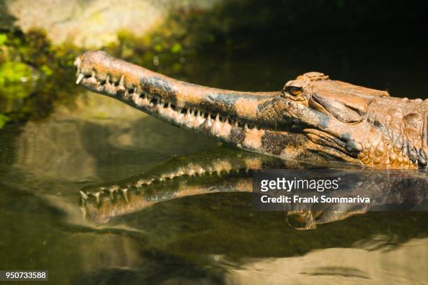false gharial (tomistoma schlegelii) in the water, portrait, with reflection, captive - indian gharial stock pictures, royalty-free photos & images