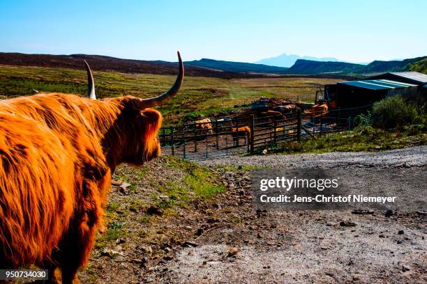 scottish highland cattle (bos primigenius taurus) on a dirt road, behind the barn, elgol, isle of skye, highland, scotland, united kingdom - bos taurus primigenius stock pictures, royalty-free photos & images