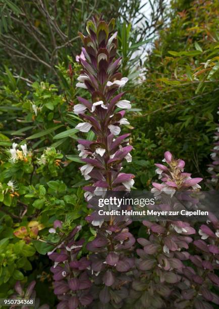 florescence of an acanthus (acanthus), vandee, france - acanthaceae stock pictures, royalty-free photos & images
