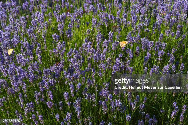 flowering true lavender (lavandula angustifolia) with butterflies, vandee, france - angustifolia bildbanksfoton och bilder
