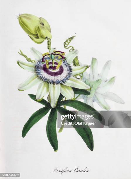 passion-flower (passiflora), from plantae utiliores or illustrations of useful plants, hand-colored print by mary ann burnett, 1842 - 花序 幅插畫檔、美工圖案、卡通及圖標
