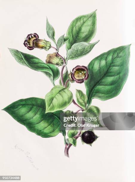 belladonna (atropa belladonna), from plantae utiliores or illustrations of useful plants, hand-colored print by mary ann burnett, 1842 - 1842 2018 stock illustrations