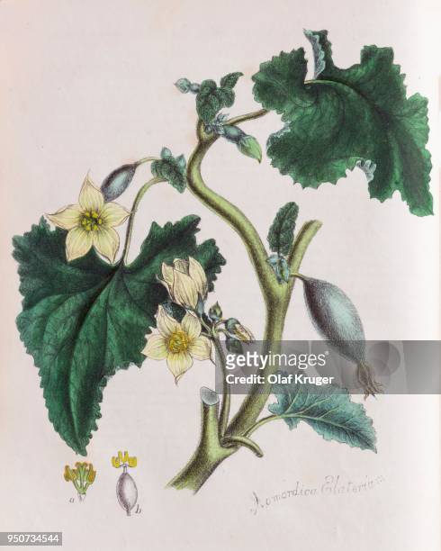 squirting cucumber (ecballium elaterium), from plantae utiliores or illustrations of useful plants, hand-colored print by mary ann burnett, 1842 - 1842 2018 stock illustrations
