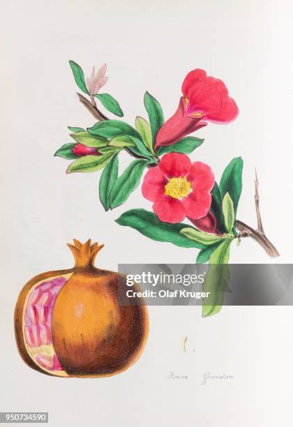 pomegranate (punica granatum), from plantae utiliores or illustrations of useful plants, hand-colored print by mary ann burnett, 1842 - 1842 2018 stock illustrations