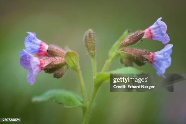 lungwort (pulmonaria officinalis), emsland, lower saxony, germany - pulmonaria officinalis stock pictures, royalty-free photos & images