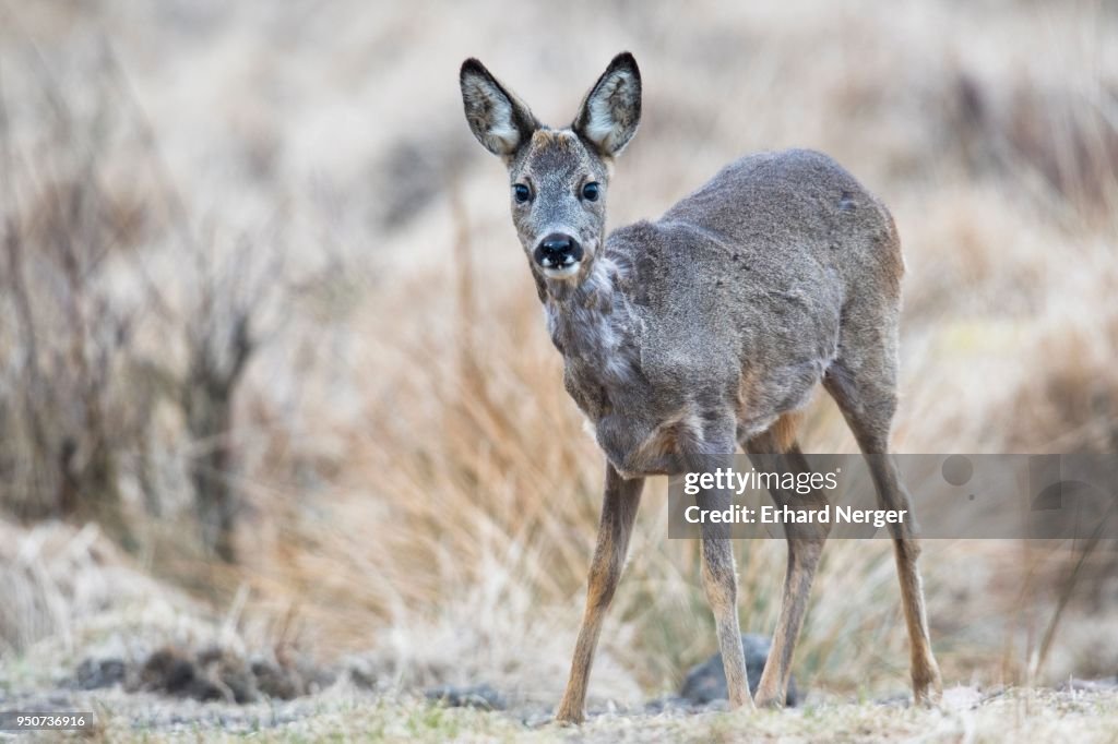 European roe deer (Capreolus capreolus), female, Emsland, Lower Saxony, Germany