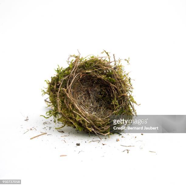 empty bird nest on white background, cutout - bernard jaubert stock pictures, royalty-free photos & images