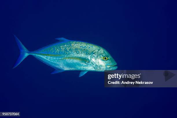 bluefin trevally (caranx melampygus) in blue water, indian ocean, maldives - bluefin trevally stock pictures, royalty-free photos & images