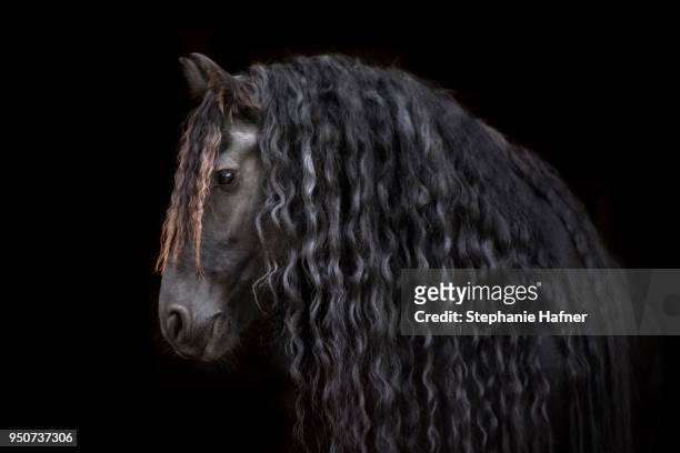 friese (equus), animal portrait side view with black background, germany - friesian horse stock-fotos und bilder