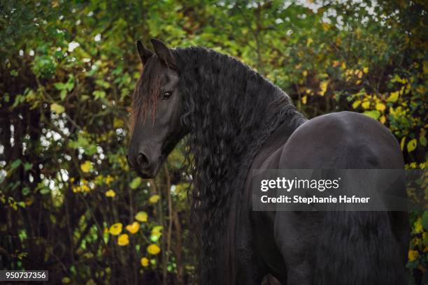 friese (equus), looks back, germany - friesian horse stock-fotos und bilder