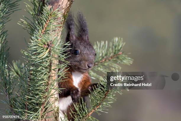 1,272 Pine Squirrel Stock Photos, HighRes Pictures, and Images Getty