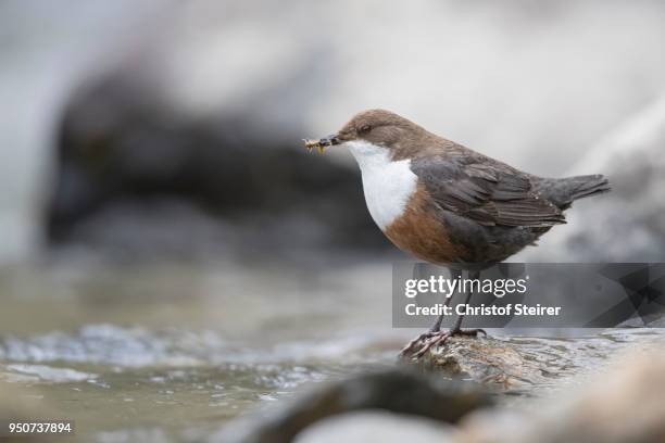 white-throated dipper (cinclus cinclus) stands on stone with food in the beak, stubaital, tyrol, austria - cinclus cinclus stock pictures, royalty-free photos & images