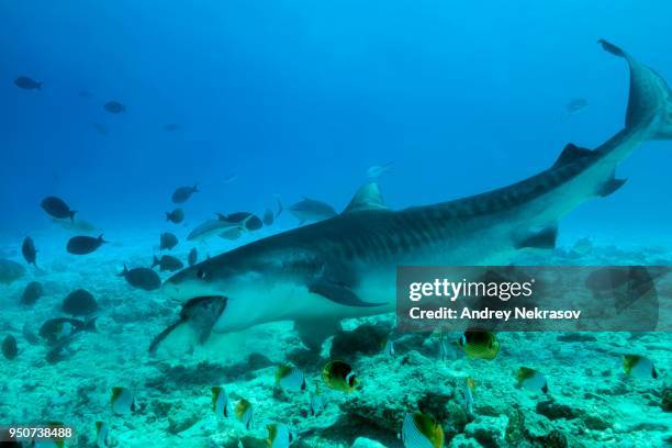 tiger shark (galeocerdo cuvier) eating tuna, fuvahmulah atoll, indian ocean, maldives - tiger shark stock pictures, royalty-free photos & images