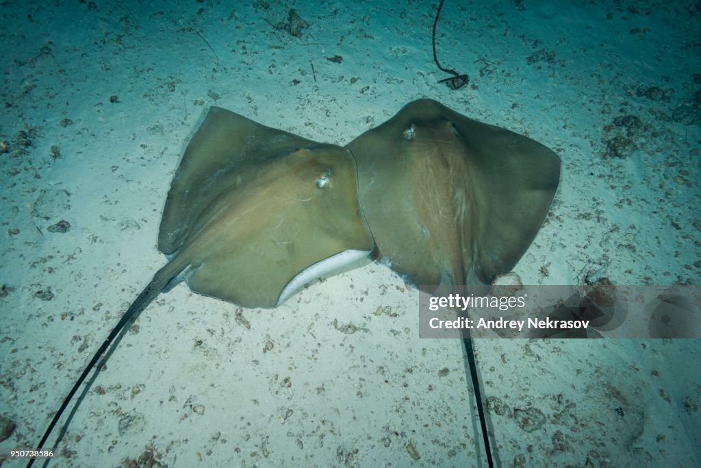 Couple of Pink whipray (Himantura fai) lie on the sandy bottom, Indian Ocean, Maldives