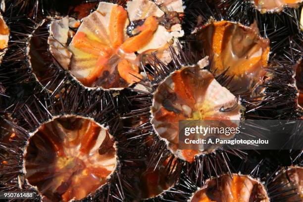 open sea urchin full of roe - oursin de mer photos et images de collection