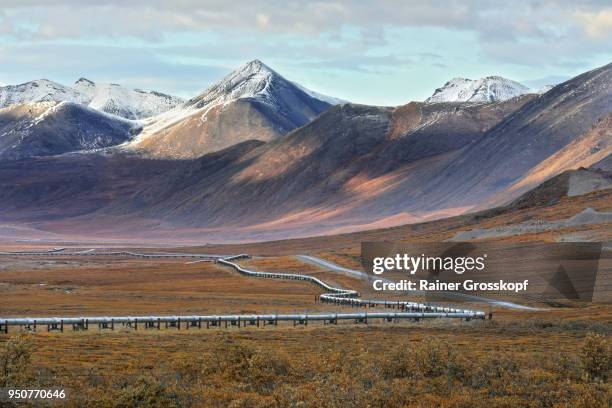 trans-alaska pipeline and dalton highway - rainer grosskopf 個照片及圖片檔