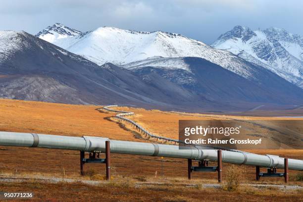 trans-alaska pipeline and dalton highway - rainer grosskopf 個照片及圖片檔