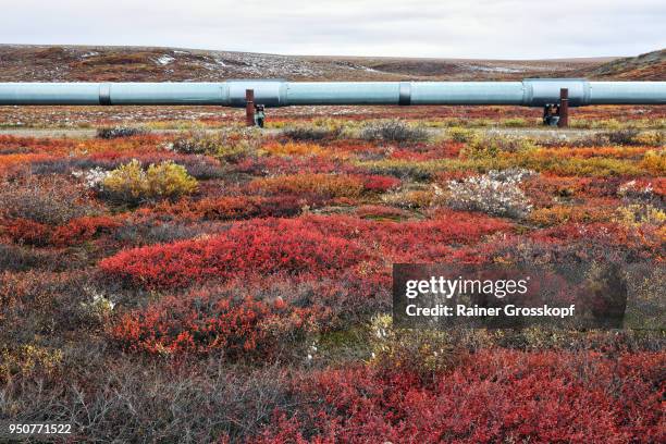 trans-alaska pipeline in tundra - rainer grosskopf stock pictures, royalty-free photos & images