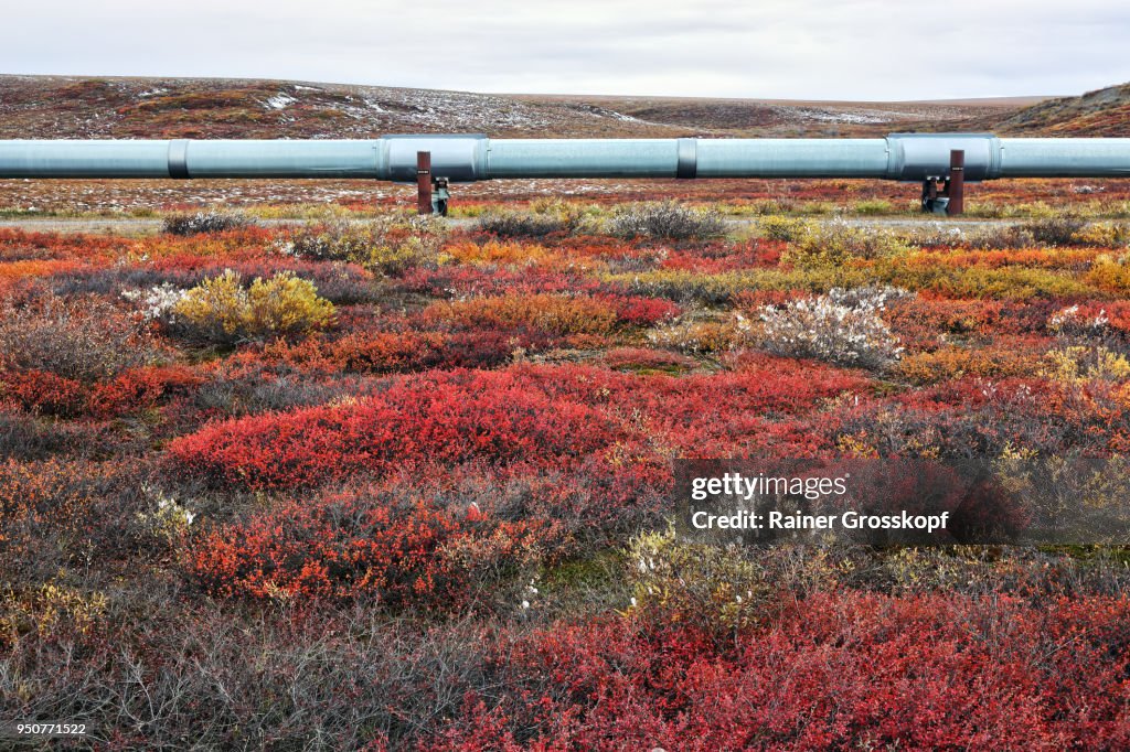 Trans-Alaska Pipeline in Tundra