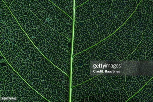 extreme close-up of a leaf - leaf macro stock pictures, royalty-free photos & images